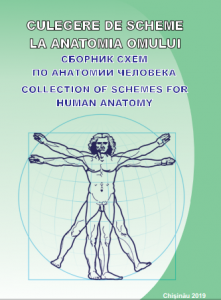 anatomia omului