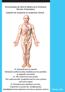anatomie